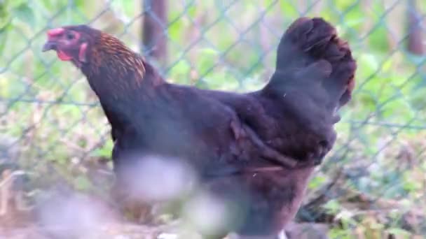 Organic chicken farm with fenced chicken hens in domestic farming with roosters and broilers that peck outdoors with freedom and free range farmyard for better animal husbandary and happy chicken meat - Záběry, video
