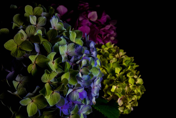 Close up multicolored hydrangea flowers on a black background. Blur and selective focus. Low key photo. Moody flowers.  - Foto, immagini
