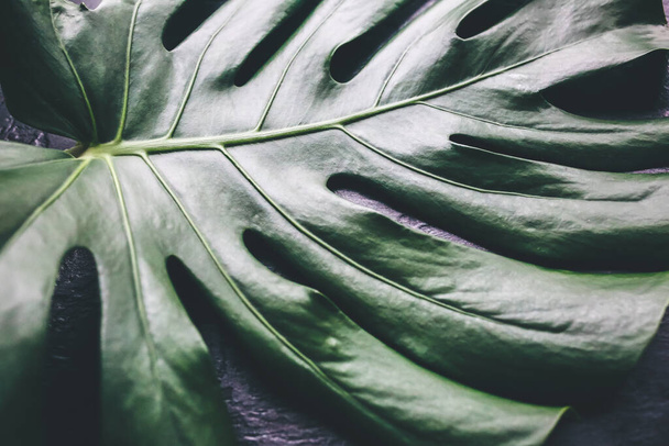 Green tropical leaf on black background. Monstera houseplant. Eco friendly photo. - Photo, Image