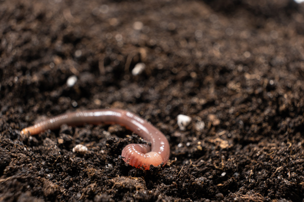 Big beautiful earthworm in the black soil, close-up - Foto, afbeelding