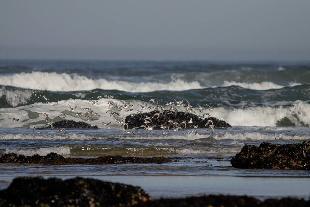 Σμήνη αμμόχελων που πετούν πάνω από τη βόρεια βραχώδη ακτή της Πορτογαλίας κατά τη διάρκεια της χαμηλής παλίρροιας - Φωτογραφία, εικόνα