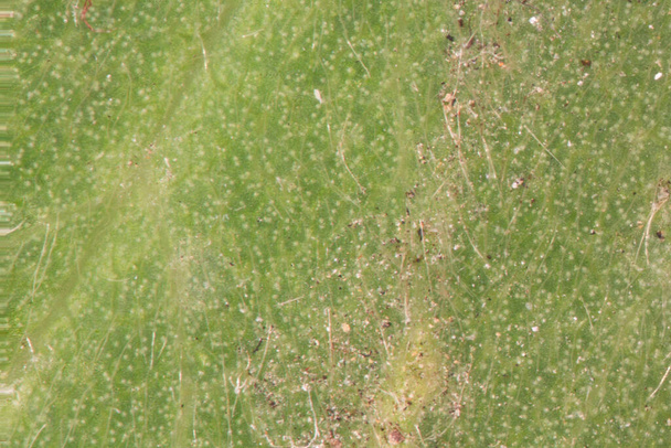 Feuille d'un arbre à feuilles caduques avec nervures foliaires sous une loupe - Photo, image