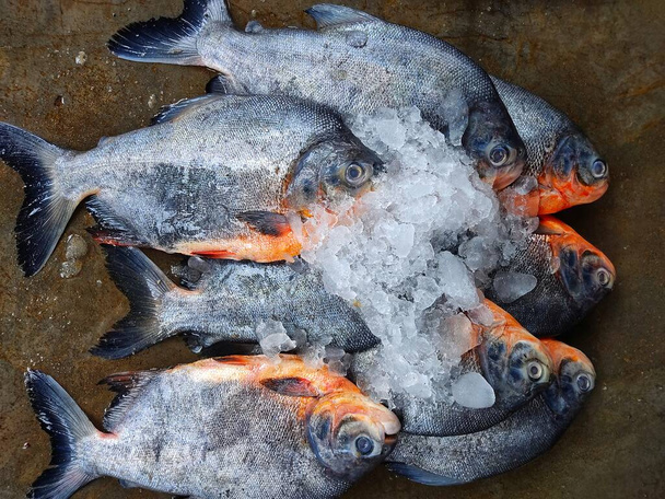 Pacu roopchandi fish farming in biofloc and sale HD - Fotografie, Obrázek