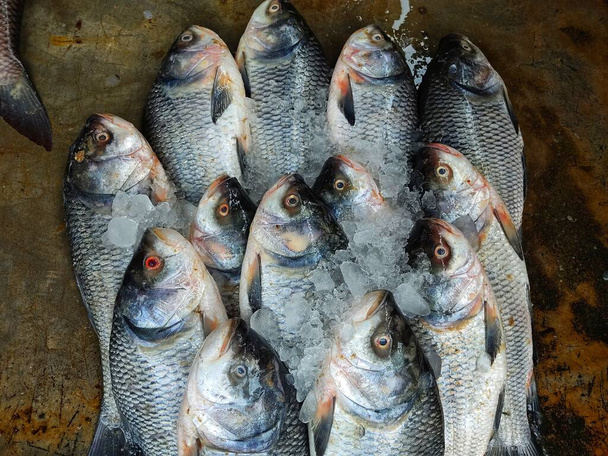 Pile of catla carp fish arranged in Indian fish bazar HD - Valokuva, kuva