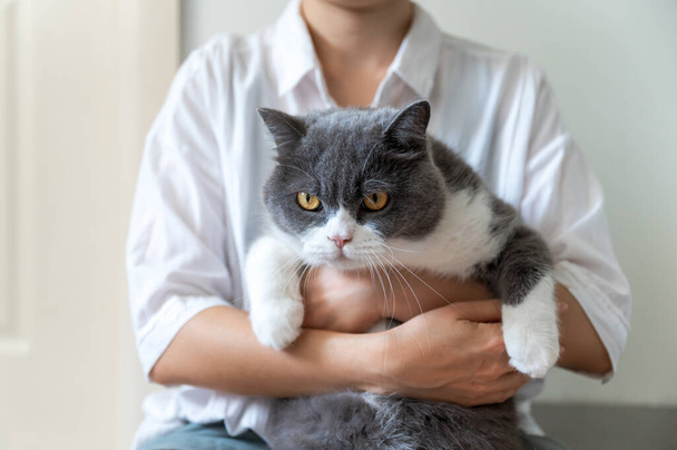 Hands holding british shorthair cat - Foto, Imagem