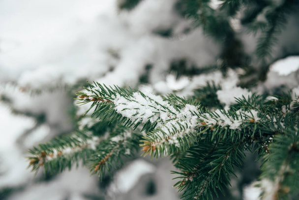 Close up of fir tree branch covered with snow in winter forest. Real winter and Christmas background. - 写真・画像