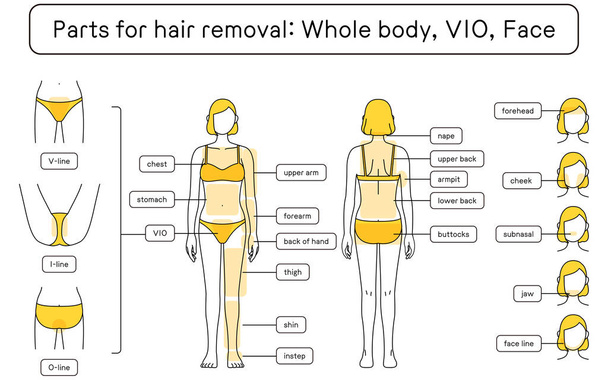 Εικονογράφηση γυναικείας αποτρίχωσης Πλήρες σώμα, VIO, Face - Διάνυσμα, εικόνα