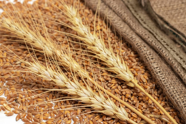 espiguillas de trigo y grano sobre el fondo blanco
 - Foto, imagen