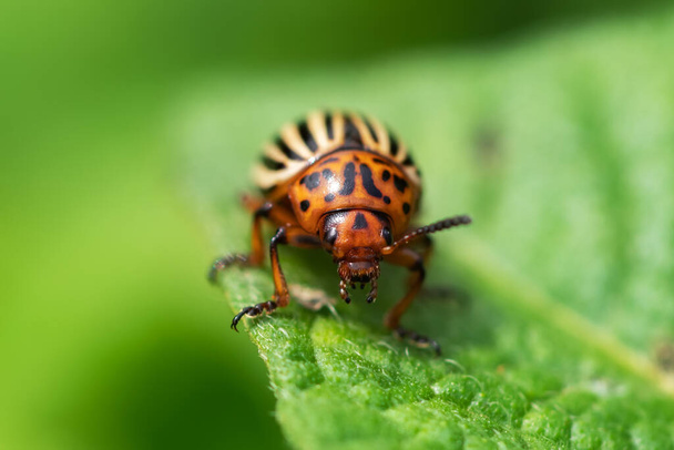 The Colorado potato beetle Leptinotarsa decemlineata is a serious pest of potatoes, tomatoes and eggplants. Insecticides are currently the main method of beetle control - Photo, Image