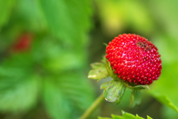Mock φράουλα Potentilla indica. Ονομάζεται ινδική φράουλα και ψεύτικη φράουλα επίσης. Ένα άλλο βοτανικό όνομα είναι Duchesnea indica. - Φωτογραφία, εικόνα