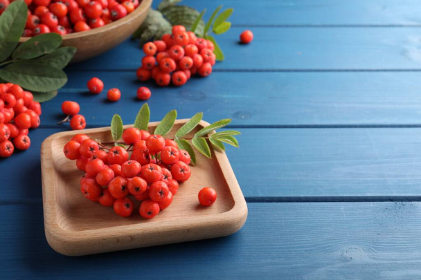 Wooden plate with fresh ripe rowan berries on blue table, space for text - Fotografie, Obrázek