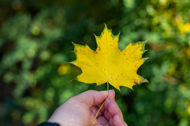 maple leaf holding in hand. hand holds maple yellow leaf on the background of forest. - Fotografie, Obrázek