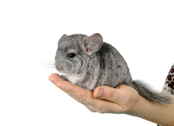 Grey chinchilla and human hands. Is isolated. - Photo, Image