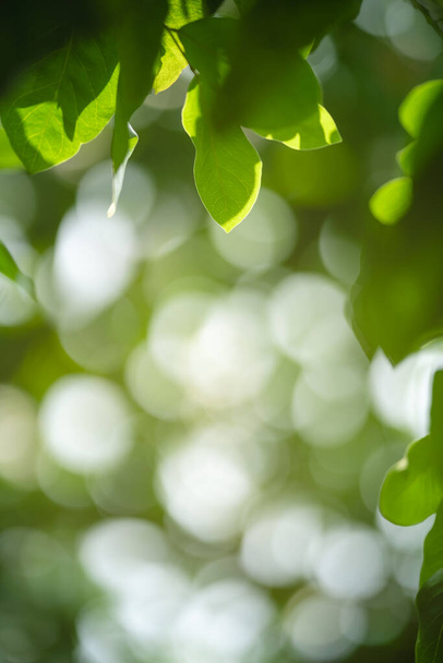 Primer plano de la hermosa vista de la naturaleza hoja verde sobre fondo de vegetación borrosa en el jardín con espacio de copia utilizando como fondo concepto de página de papel pintado. - Foto, Imagen