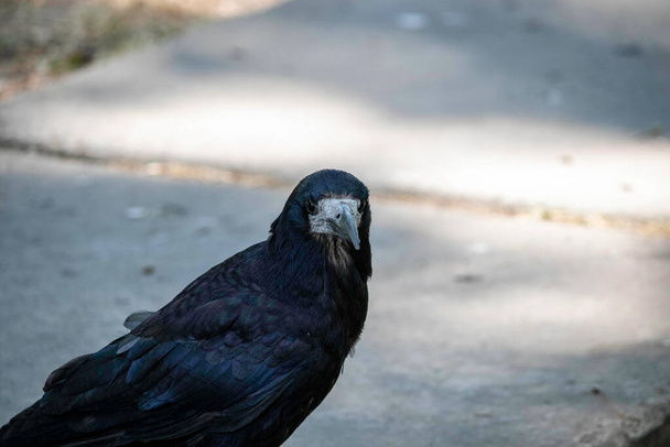 black gloomy bird posing in parks, crow portrait - Foto, imagen