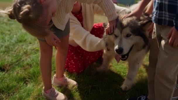 People hands petting furry pet on hill. Fluffy healthy husky enjoy family walk on green meadow sunny day close up. Unrecognizable parents children spending holiday with friendly dog in mountain.  - Felvétel, videó