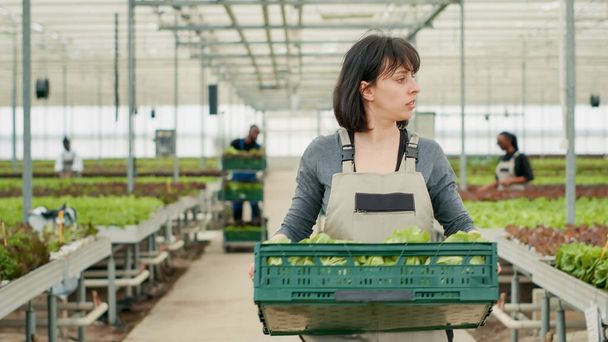 Portrait of tired greenhouse worker walking while holding crate with fresh vegetables ready for delivery to local business. Caucasian woman organic food grower with lettuce grown without pesticides. - Foto, Bild