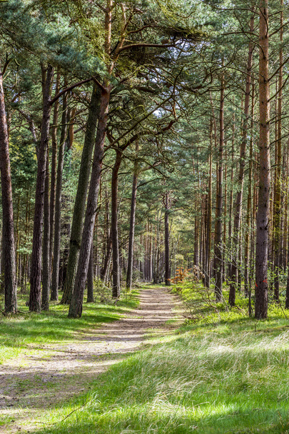 dense forest in Usedom  - Fotografie, Obrázek