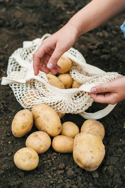 Крупним планом портрет фермерів жіночих рук, що збирають викопані картоплі в сітчастій сумці. Вирощування, збирання, сортування та упаковка в сітчасті мішки
 - Фото, зображення