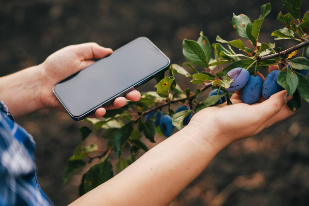 Фермерські руки перевіряють якість сливових фруктів по мобільному телефону. Сільське господарство сучасна концепція технології. Портрет крупним планом
. - Фото, зображення