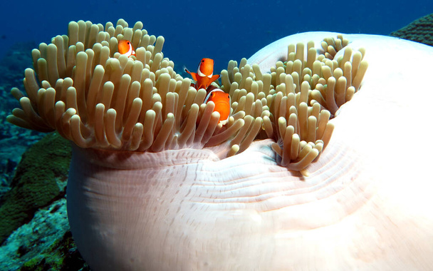 Τρεις ψεύτικοι κλόουν anemonefish για anemone Boracay Φιλιππίνες  - Φωτογραφία, εικόνα