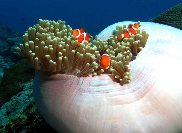 Τρεις ψεύτικοι κλόουν anemonefish για anemone Boracay Φιλιππίνες  - Φωτογραφία, εικόνα