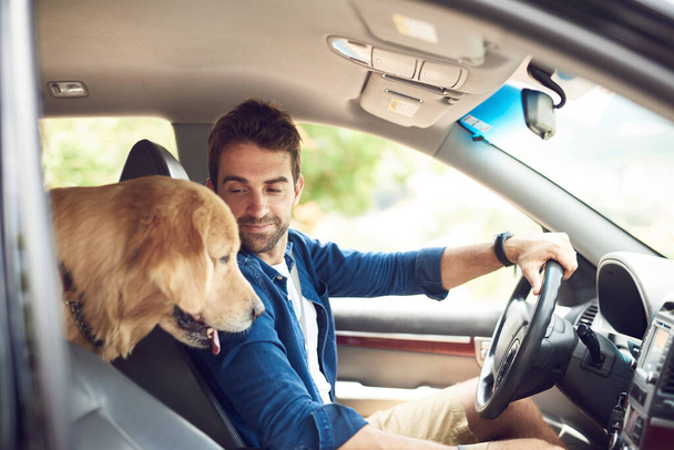 Making sure my human drives properly. a handsome young man sitting in the car with his golden retriever during a road trip - Foto, imagen
