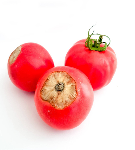 ντομάτες ώριμες κόκκινες σάπια στον πυθμένα από λάκα ασβεστίου  - Φωτογραφία, εικόνα