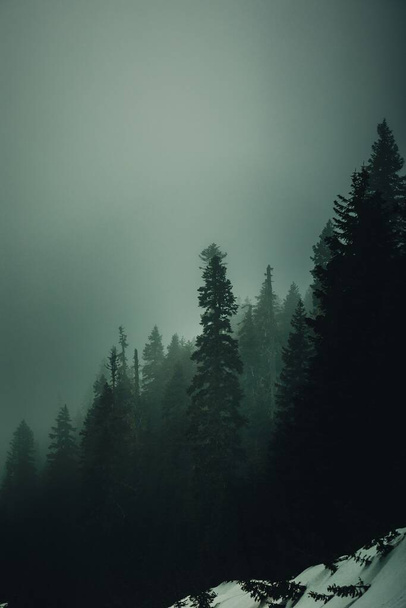 A vertical shot of a pine forest during the foggy weather - Zdjęcie, obraz
