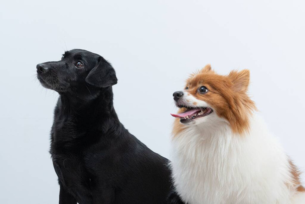 A portrait of a black dog and a spitz looking at something isolated on a white background - Fotografie, Obrázek