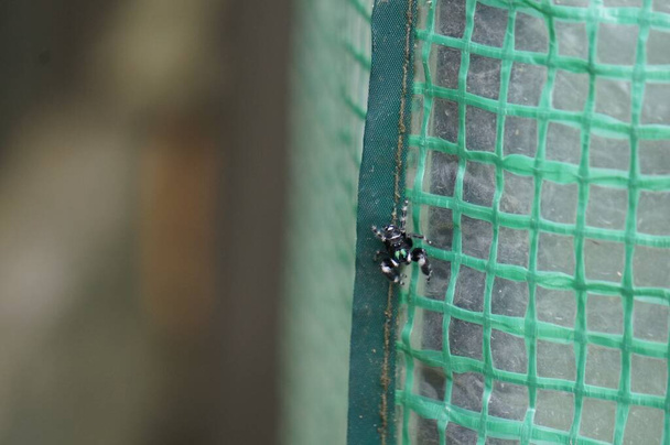 A Bold jumper spider crawling on green mesh surface - Valokuva, kuva