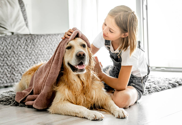 Preteen girl cares about golden retriever dog and cover doggy with blanket on floor. Pretty child kid with pet labrador friend indoors - 写真・画像