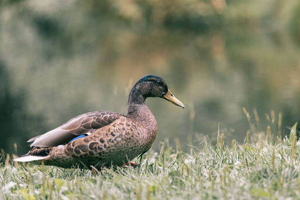 A grass duck standing at the shore of a lake - Фото, изображение