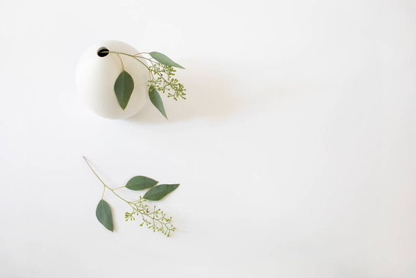 Delicate eucalyptus branches in a small white round vase on the left side of the frame, with white background. Minimalist, top view with copyspace. - 写真・画像