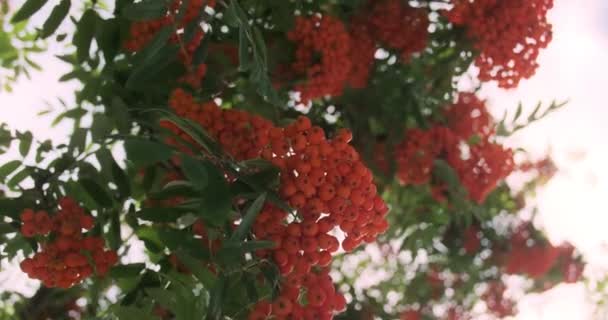 Branches with red ripe rowan sway in the wind. View from below, bright sunlight breaking through the green foliage of a tree. High quality 4k footage - Imágenes, Vídeo