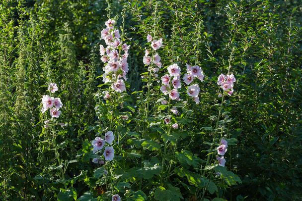 Stems of the hollyhock with white-purple flowers on a blurred background of the other tall plants backlit - Fotó, kép