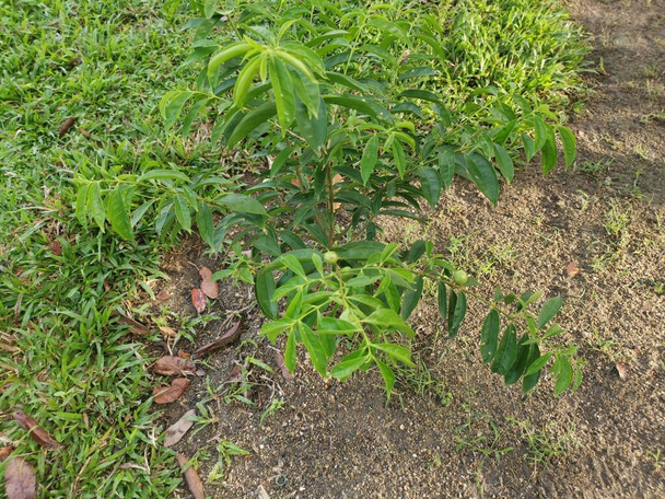 young phaleria macrocarpa growing up from the ground - Valokuva, kuva