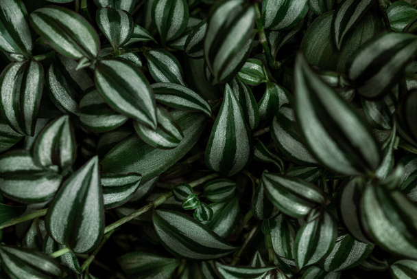 Η Tradescantia zebrina έχει ελκυστικά φύλλα με μοτίβο ζέβρας. Έννοια φύσης. - Φωτογραφία, εικόνα
