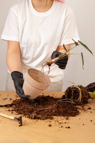 Transplanting a houseplant into a new flower pot. Girlss hands in gloves working with soil and roots of Alocasia Bambinoarrow plant. - Foto, Imagen