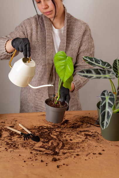 Transplanting a houseplant into a new flower pot. Girlss hands in gloves working with soil and roots of Monstera Deliciosa tropical plant. - Foto, imagen