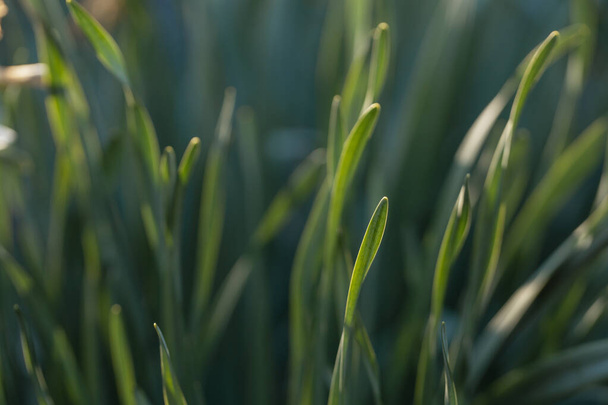 Natural eco macro wallpaper with a close-up of green grass in a field. Health Concept - Foto, Imagem