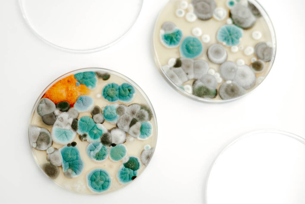 Vzorky plísní na bílém pozadí. Petriho miska s koloniemi mikroorganismů pro bakteriologickou analýzu v mikrobiologické laboratoři. Zavřít pohled na formu - Fotografie, Obrázek