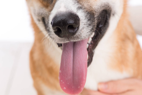 Close-up of a dog teeth and mouth on white background. - Valokuva, kuva