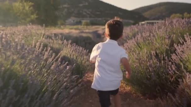 Rear view of kid is running through lavender fields . High quality 4k footage - Filmmaterial, Video