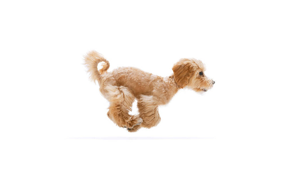 Jumping. Beautiful pedigree puppy, Maltipoo dog isolated over white studio background. Concept of care, animal life, health, show, breed of dog. Looks happy, delighted. Copy space for ad - Zdjęcie, obraz