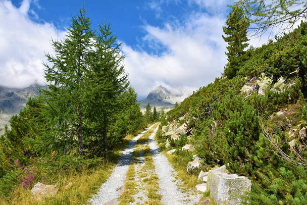 Гравийная дорога, ведущая мимо лиственничных деревьев (Larix decidua) и вид на горы, расположенные внизу богадельни в Хай-Ти, Каринтия, Австрия - Фото, изображение