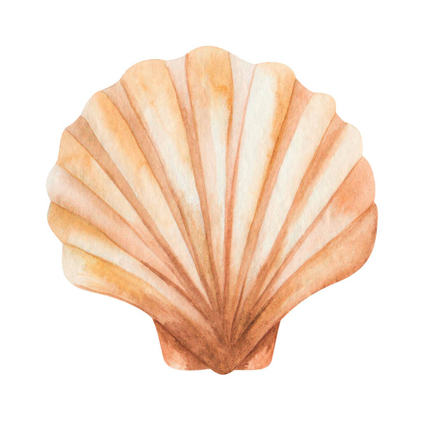 Watercolor illustration of hand painted scallop sea shell in brown beige color. Isolated ocean animal. Marine clip art, design beach element for summer wedding and party invitations, postcards - Foto, Bild
