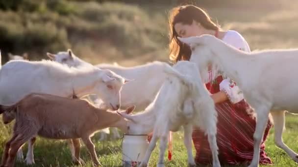 Young Ukrainian woman waters the goats from water can in traditional national embroidered shirt and skirt on pasture at sunset. Ethnic ukrainian national clothes style, embroidered shirt. Rural scene. - Séquence, vidéo