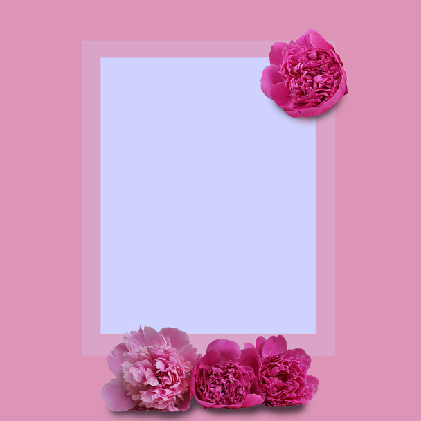 Beautiful fresh pink peony flowers in full bloom on light pink background. Floral flat lay, top view. Copy space for text. Mother's day or Valentine's day card design - Fotó, kép