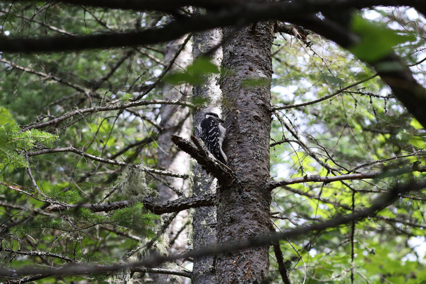 A female Hairy Woodpecker in La Mauricie National Park, Quebec. High quality photo - Фото, изображение